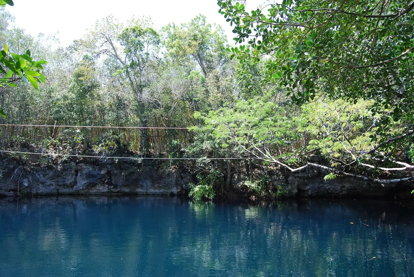 A cenote with clear blue water in the jungle near Tulum